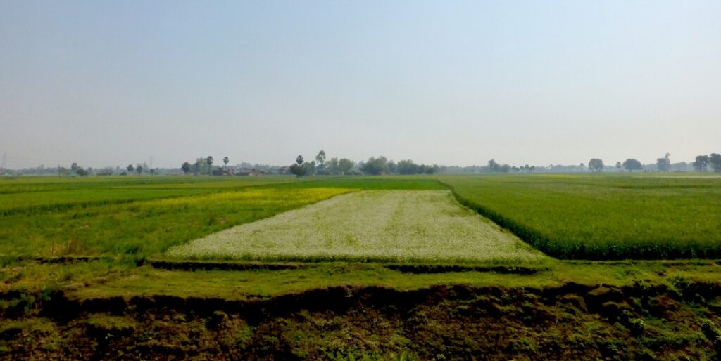 Bhu Bharati fields