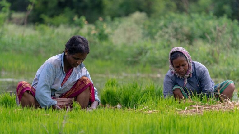 Taste of better living: How Telangana’s ‘sanna biyyam’ scheme is putting fine rice on every poor family’s plate
